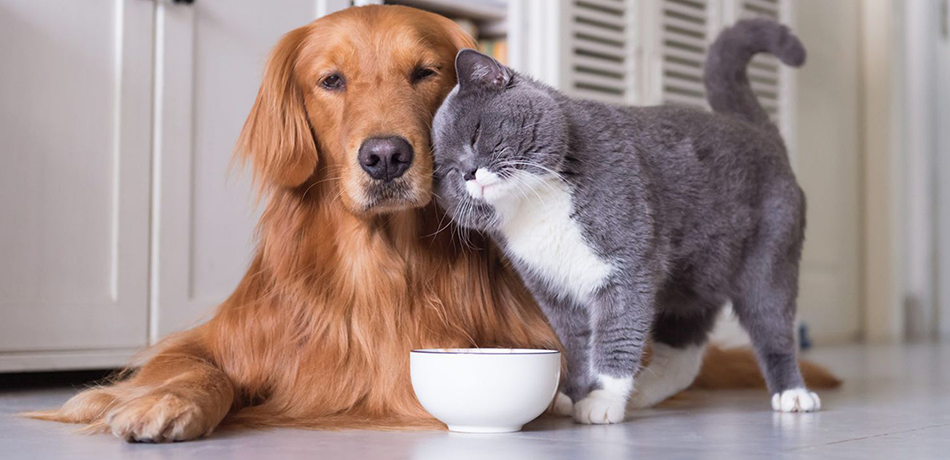 Kistappancs - Stílusos és minőségi kiegészítők kedvencednek