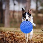 Tappancs mintás frizbi kutyáknak – strapabíró, rugalmas gumijáték 